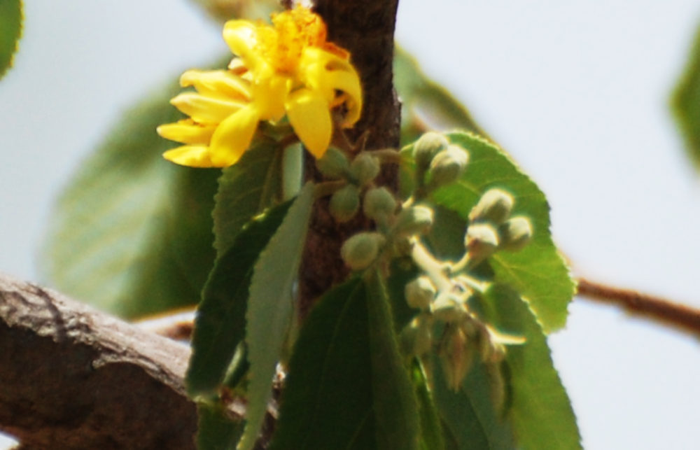 dall''Etiopia: Grewia monticola (Malvaceae)